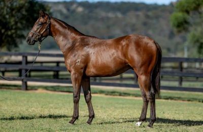 Un-named (Zousain - White Coolies)