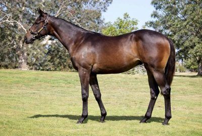 Un-named (Cool Aza Beel - Bella Vino)