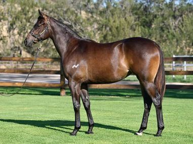 Un-named (Better Than Ready - Bellanca)