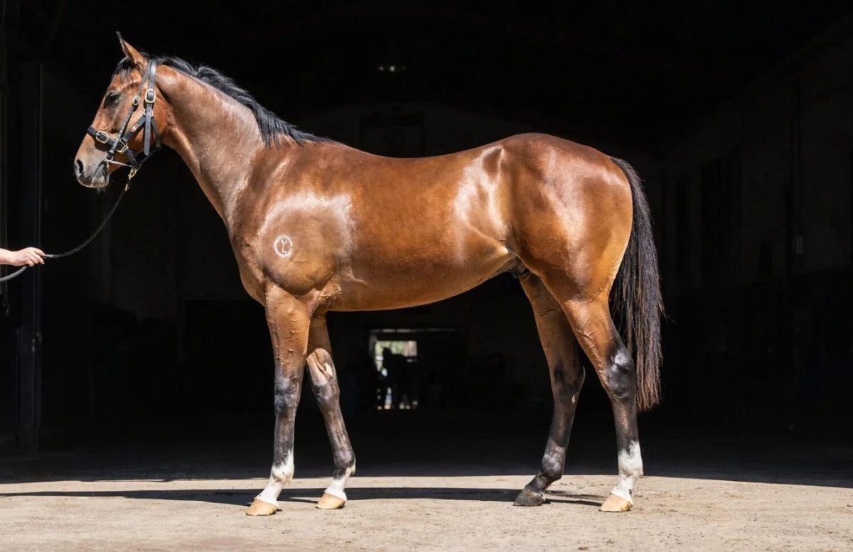 Un-named (Alabama Express – Pikari Star)