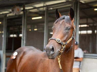 Un-named (Toronado - Alyssum)