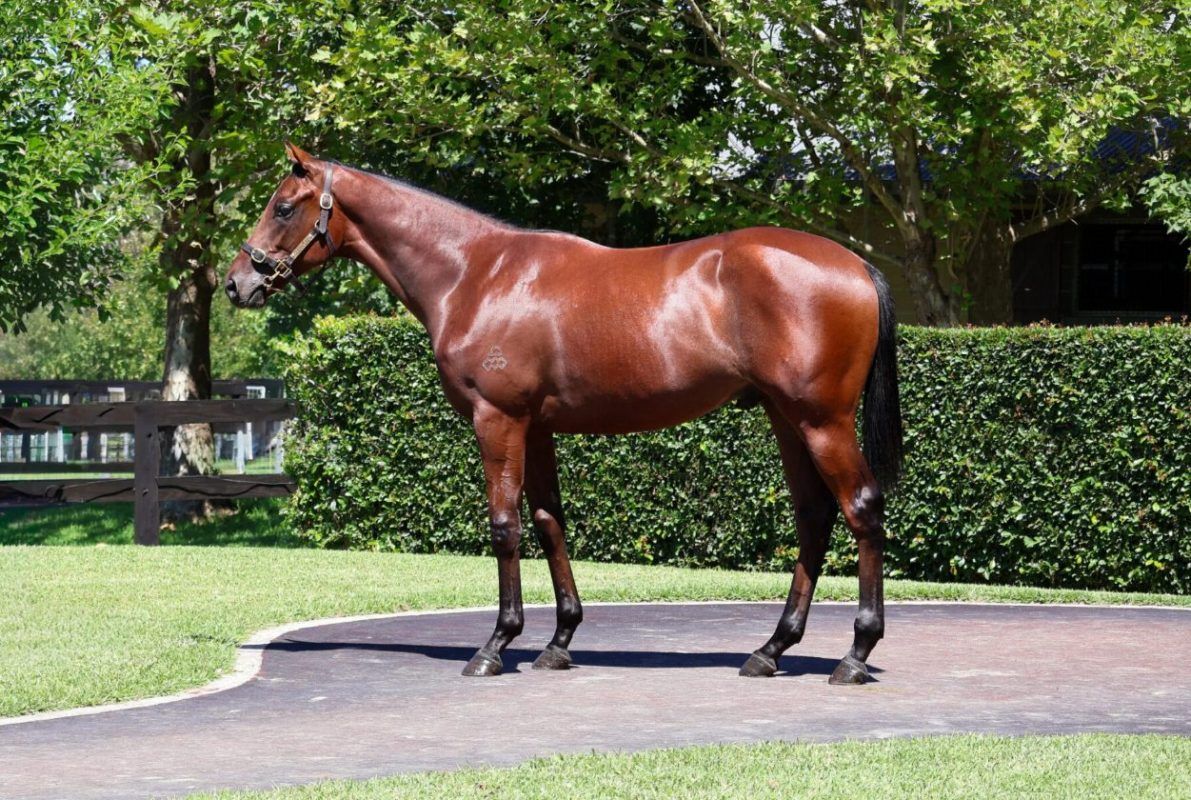 Un-named (Dundeel – Madame Pauline)