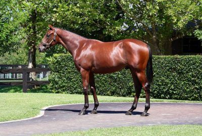 Un-named (Dundeel - Madame Pauline)