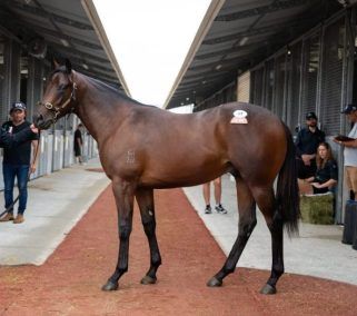 Un-named (Toronado - Alyssum)