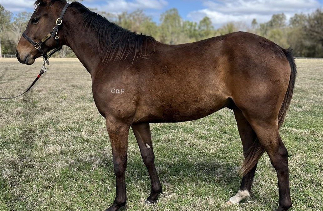 Cosmic Force x Gold Waltz 23