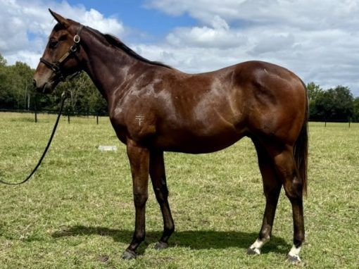 Daumier X Tranquilite '24