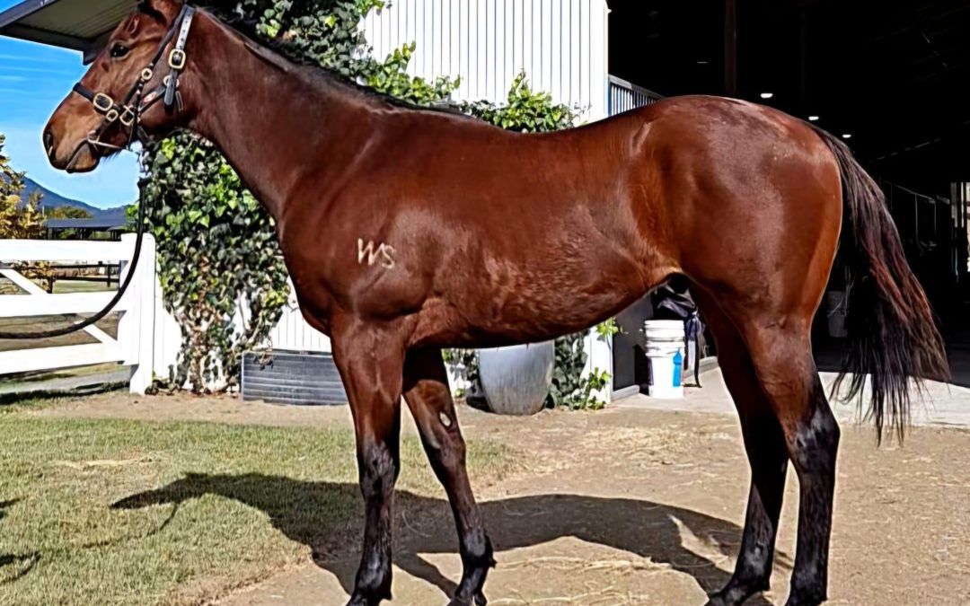 Super Seth x Tonya 23