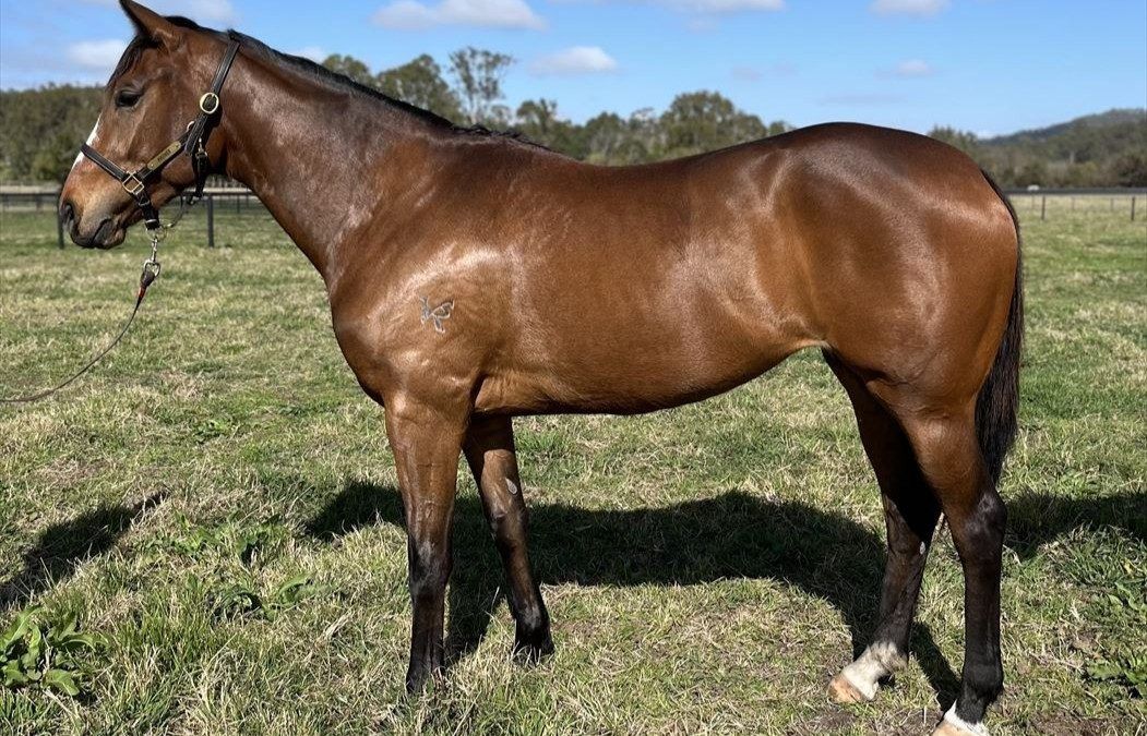 Trapeze Artist x Zabelarina 22