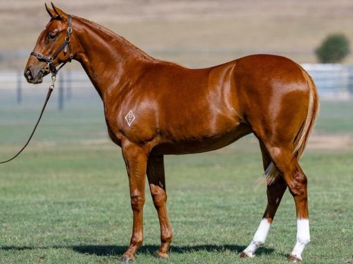 Maurice (JPN) x Courtesan (NZ) '24