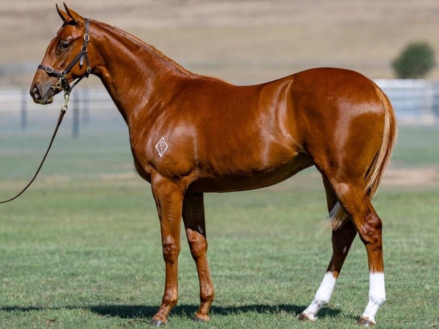 Maurice (JPN) x Courtesan (NZ) ’24