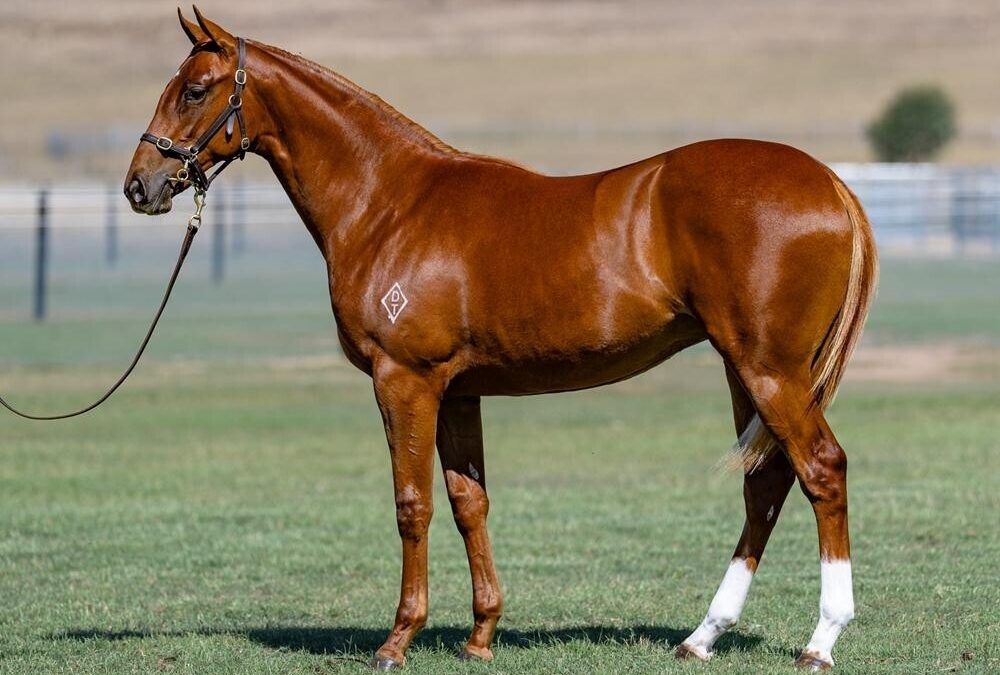 Maurice (JPN) x Courtesan (NZ) ’24