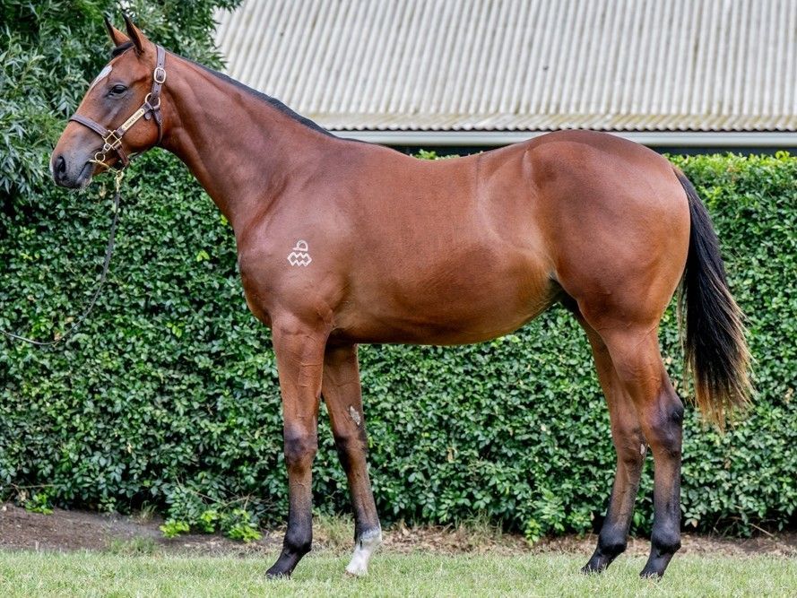 The Autumn Sun (AUS) x Intiba (USA) ’24