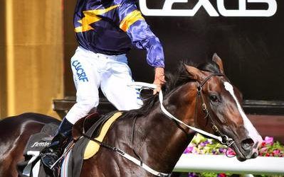 Guineas Winner Grunt’s Big Spring Future