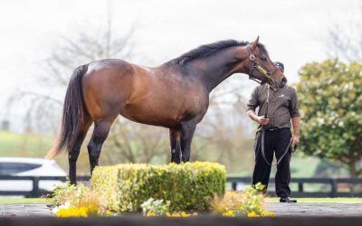 Tarzino continues to grow in favour with breeders
