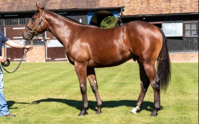 Frankel price was right for Mick at October Sale