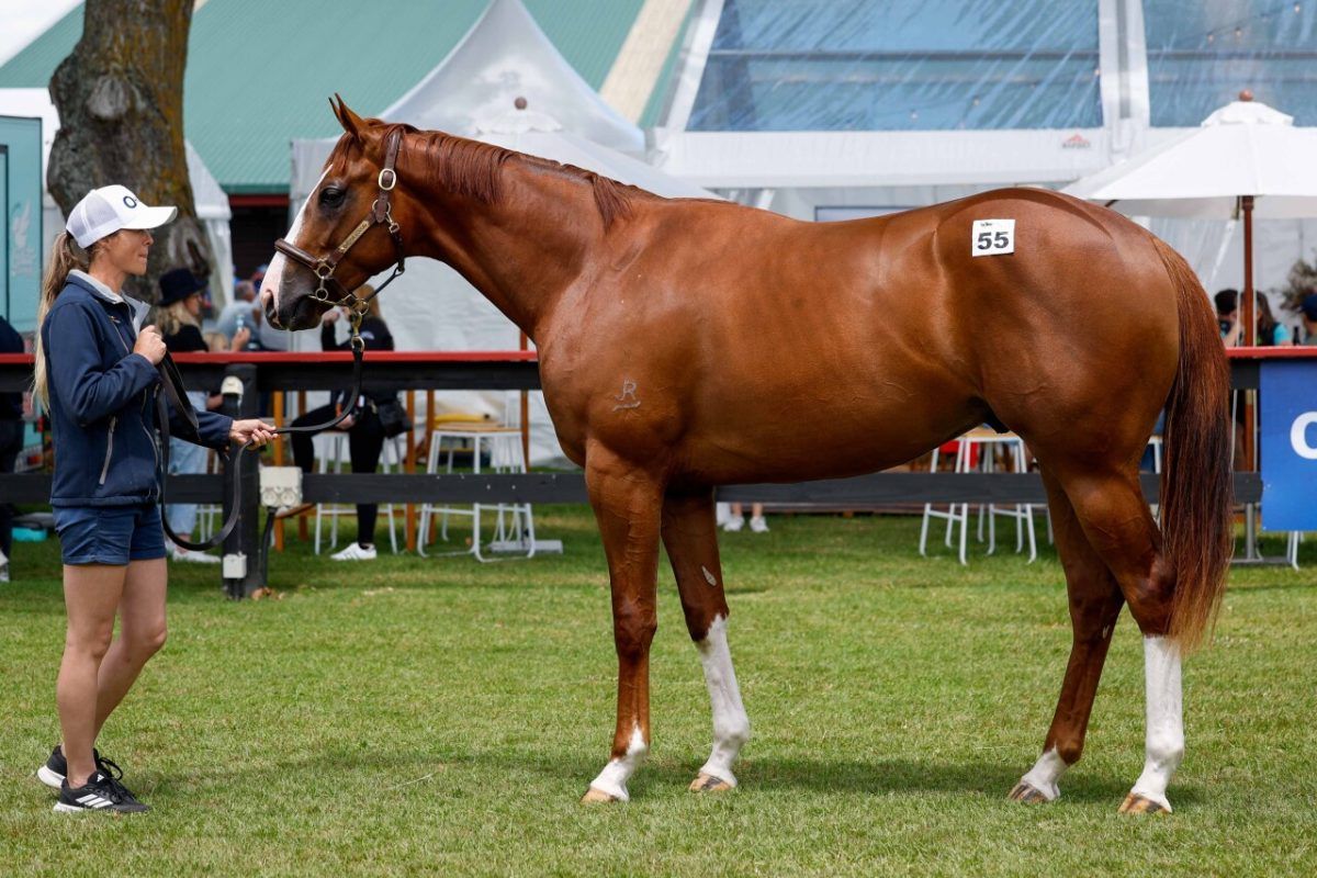 Admire Mars X Lucky Helmet Gelding