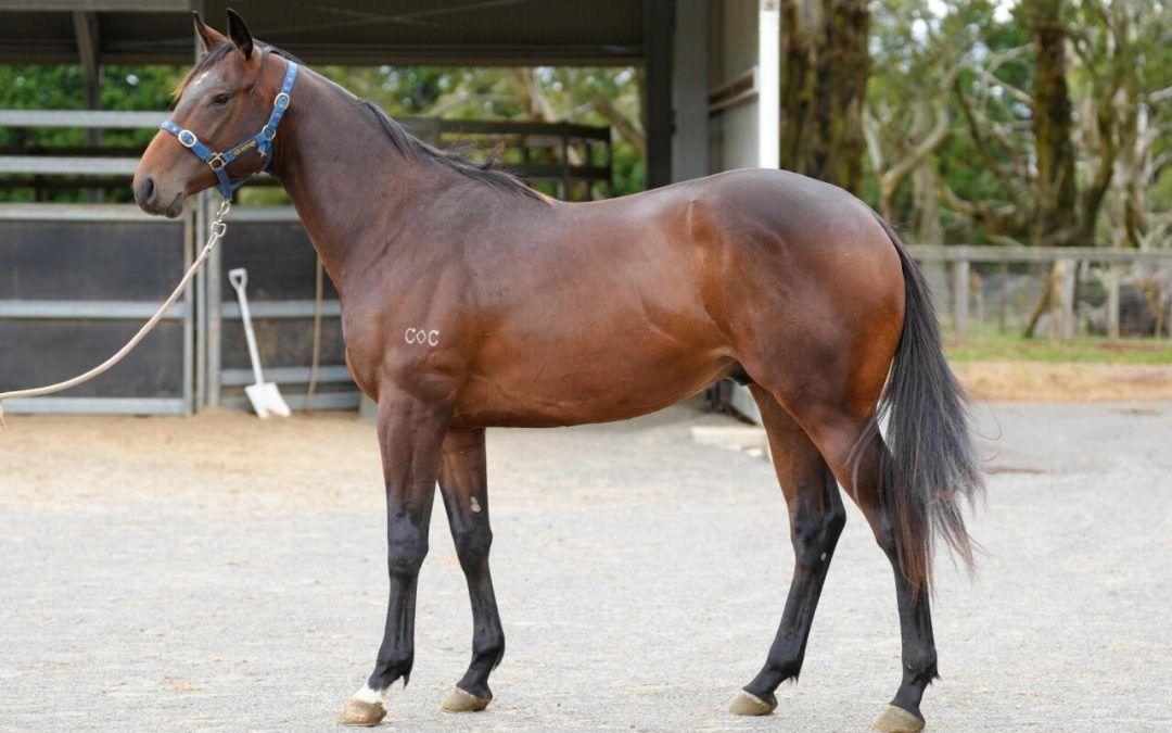 Spirit Of Boom X Envy Of All Colt