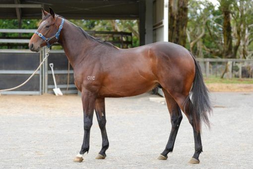 Spirit Of Boom X Envy Of All Colt