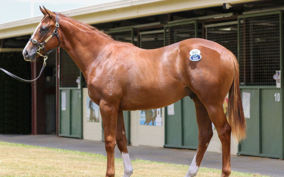 Maurice X Crossing The Abbey Colt