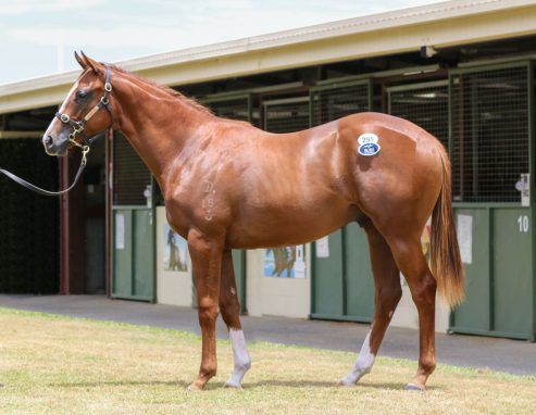 Maurice X Crossing The Abbey Colt