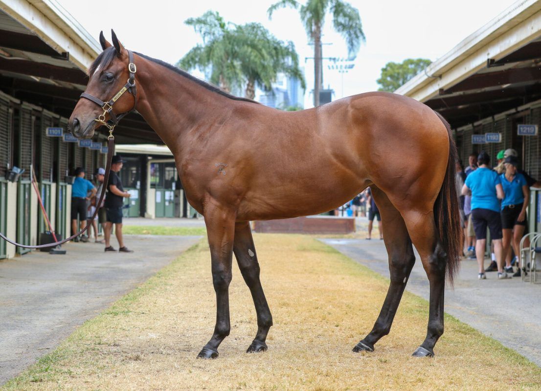 I Am Invincible X Nordic Charm Filly