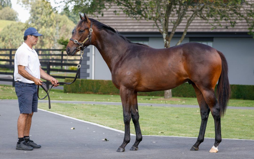 Ardrossan X Ramazzotti Colt