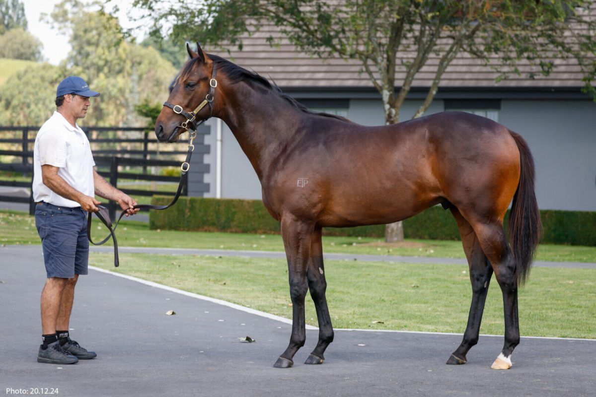 Ardrossan X Ramazzotti Colt