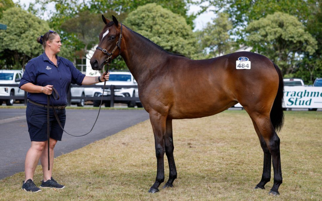 Acrobat X Bellspath Filly