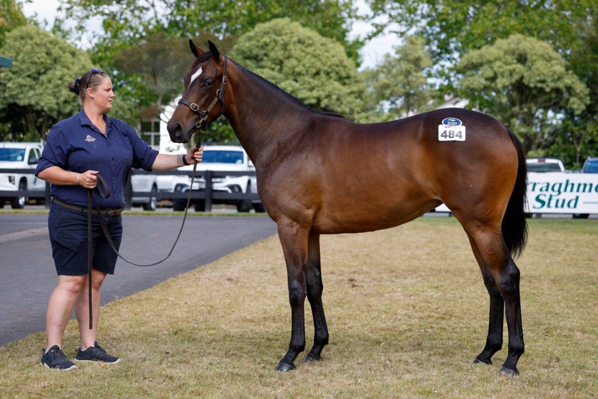 Acrobat X Bellspath Filly