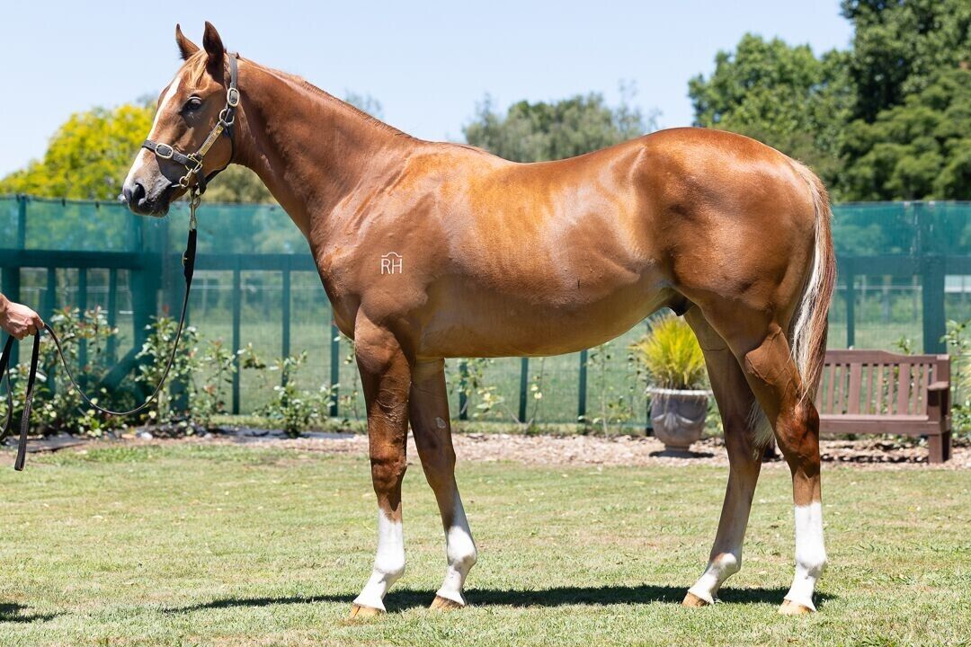 Proisir X Giardini Colt