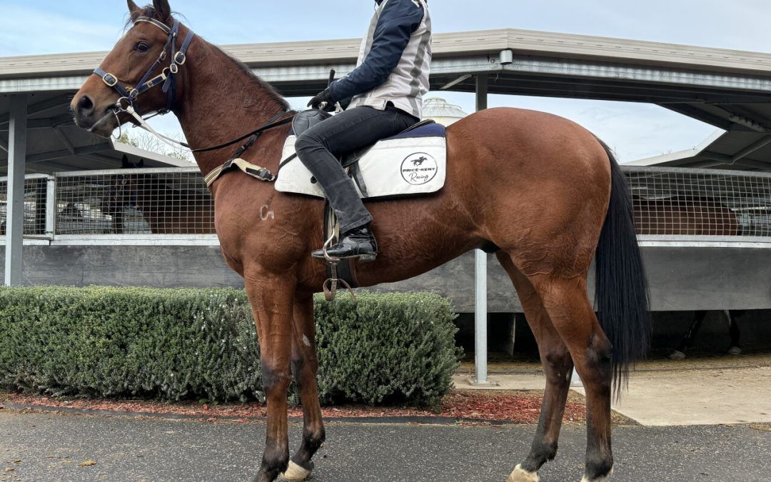 Sword Of State X Goldilicious Colt
