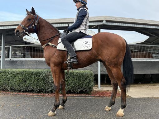 Sword Of State X Goldilicious Colt