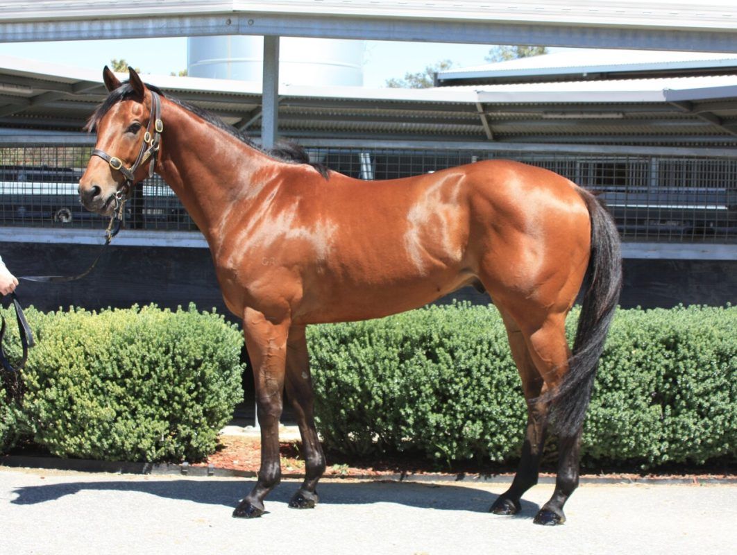 Hanseatic X Split Lip Gelding