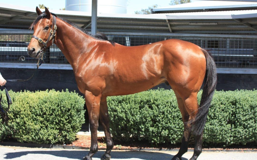 Hanseatic X Split Lip Gelding