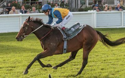 Stable On Display in SA again