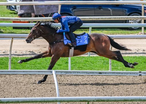 Harry Angel X Miss Severina Colt