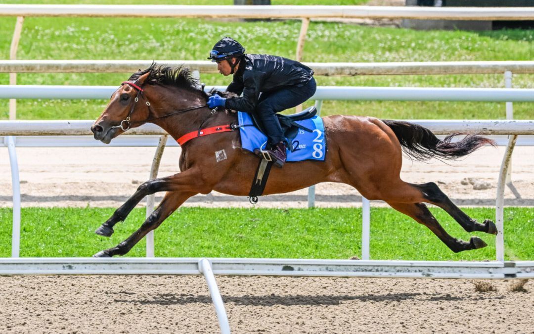 Tassort X Happy Highway Colt