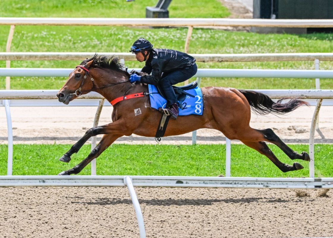 Tassort X Happy Highway Colt
