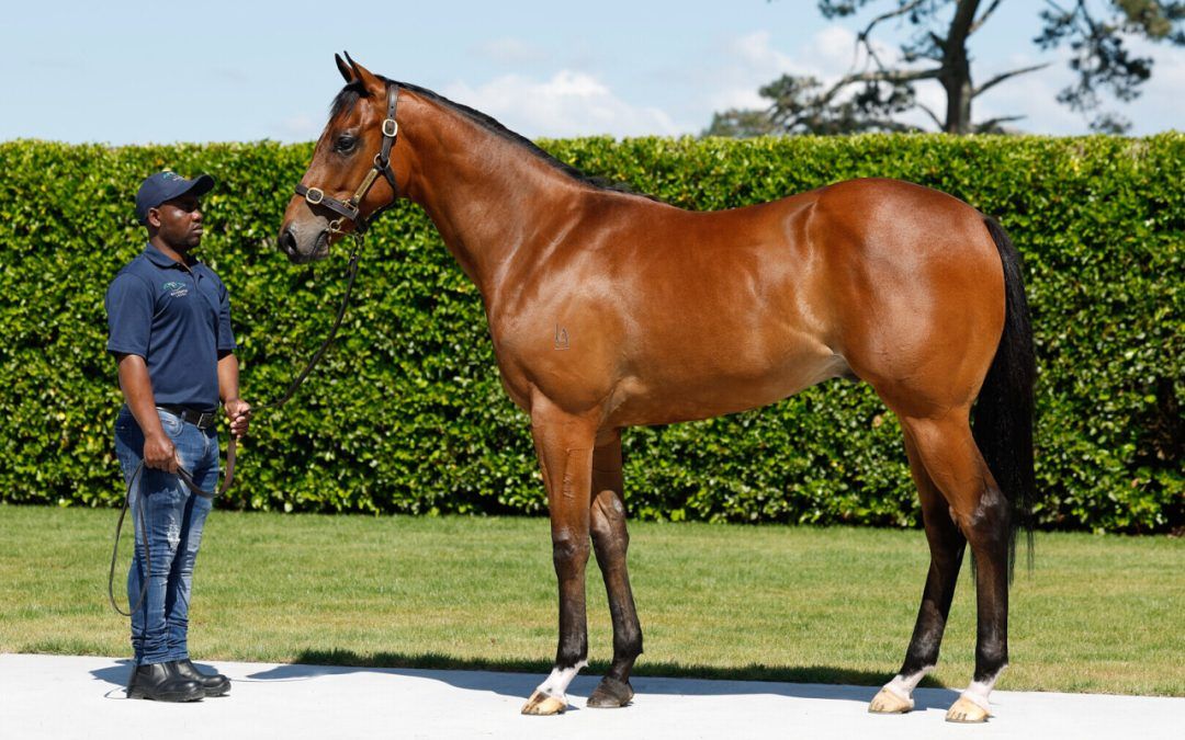 Time Test X Dream Of Me Gelding