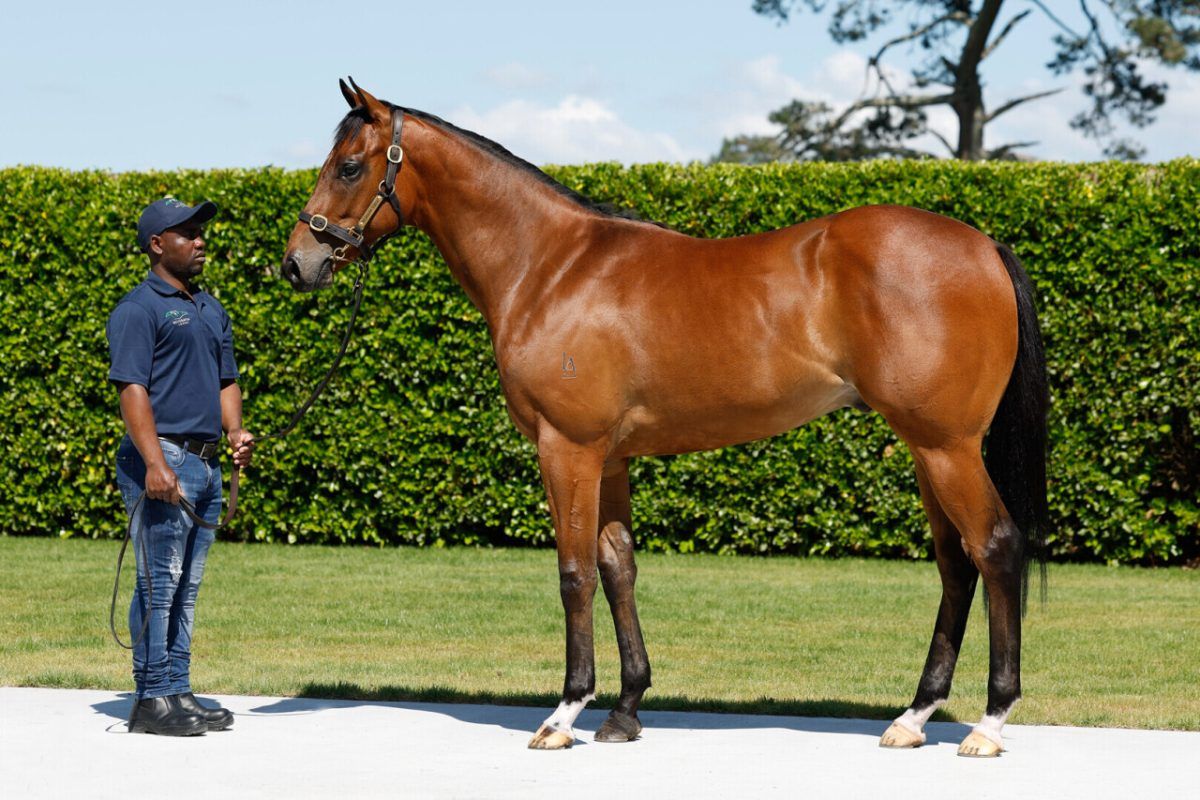 Time Test X Dream Of Me Gelding