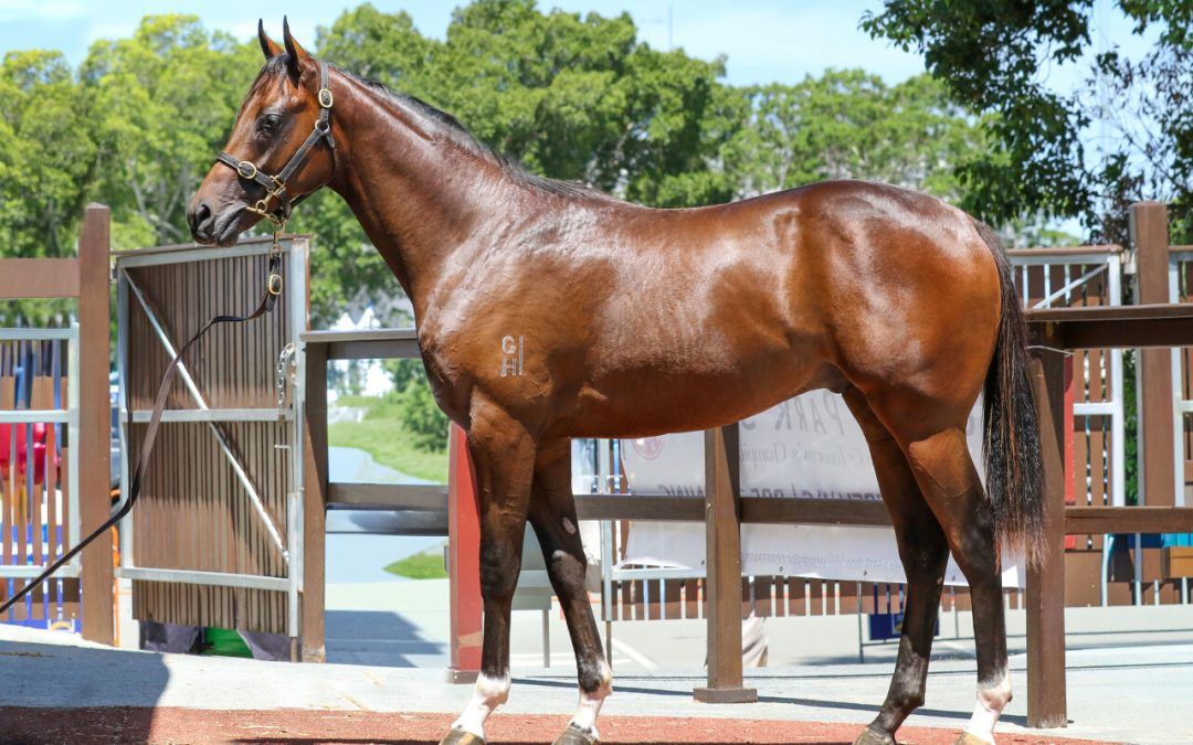 Zoustar X Medaglia Valore Colt