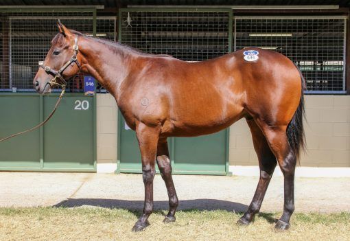 Too Darn Hot X Miss Antaeus Colt