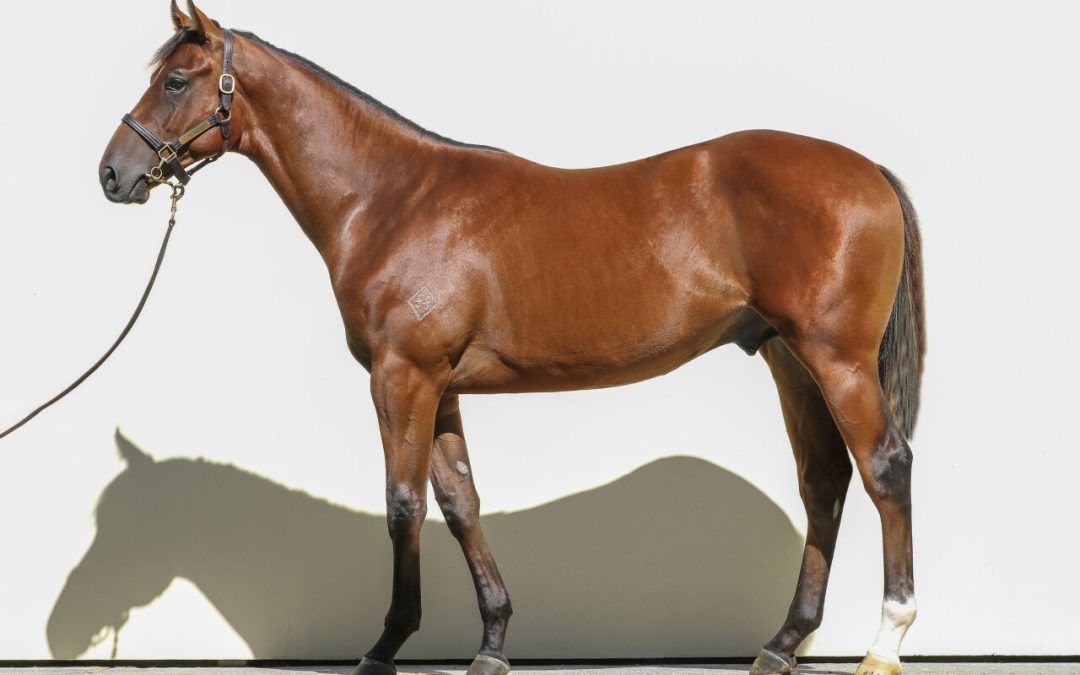 Harry Angel X Scarlet Moretta Colt