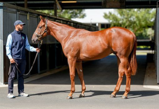 Capitalist X Savourer Colt