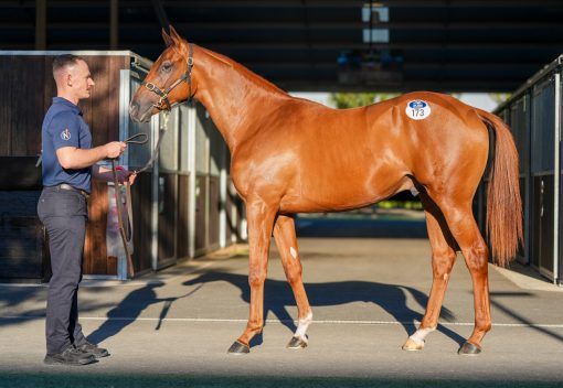 Ole Kirk X Vienna Romance Colt
