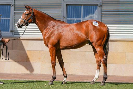 Dundeel X Courchevel Colt