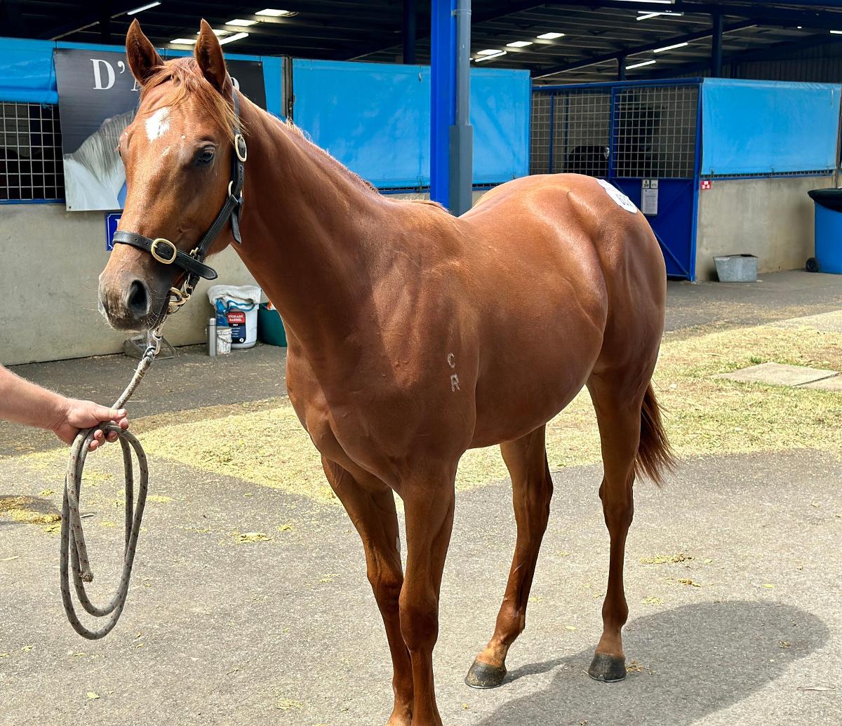 AJ Chambers Racing makes Inglis Premier purchase - AJ Chambers Racing