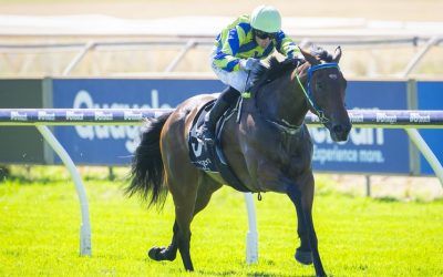 Aurum Belle shoots to Karrakatta Plate favouritism with decisive Supremacy Stakes triumph