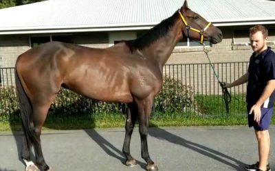 Omg, One Man Grand Is Showjumping!