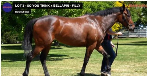 So You Think - Bellapin